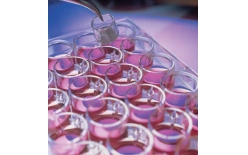 原代細胞培養(yǎng)方法